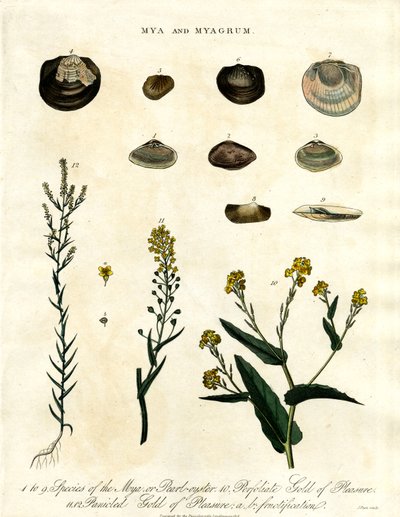 Mya and Myagrum by John Pass