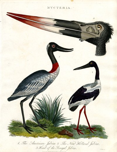 American, New Holland and Senegal Jabiru by John Pass