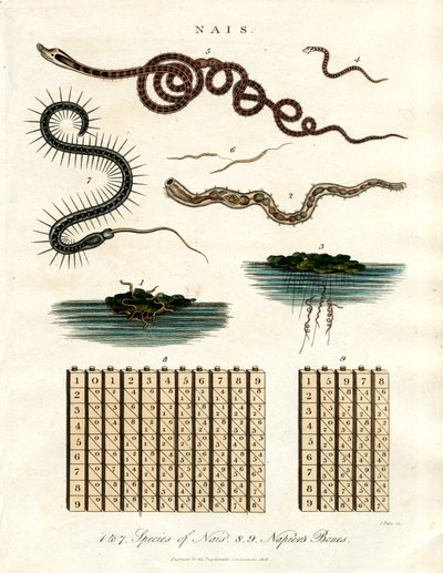 Nais - Aquatic Organisms and Napier