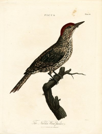 Nubian Woodpecker (Picus) by John Pass