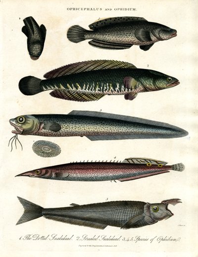 Ophicephalus and Ophidium by John Pass