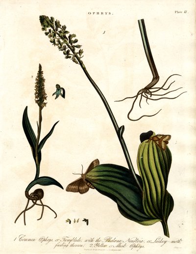 Ophrys Species with Moth by John Pass