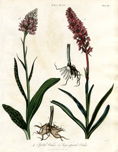 Orchids: Spotted and Long-spurred Orchis by John Pass