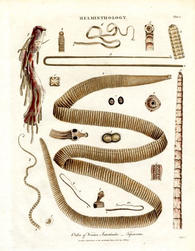 Order of Vermes Intestinales – Tapeworms by John Pass