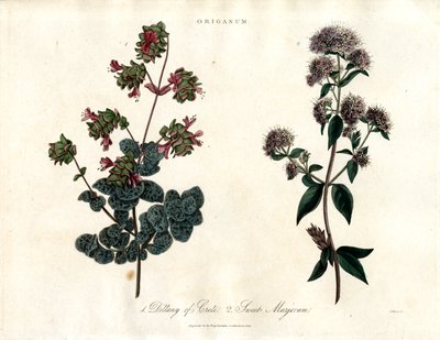 Origanum Species: Dittany of Crete and Sweet Marjoram by John Pass