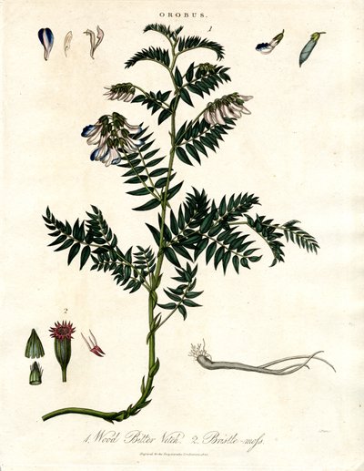 Bitter Vetch and Bristle-moss by John Pass