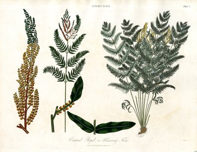 Osmunda by John Pass