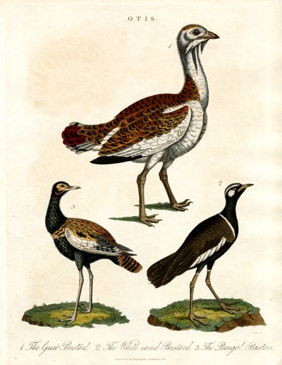 Depiction of Various Bustard Species by John Pass