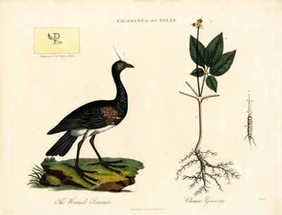 Palamedea and Panax by John Pass