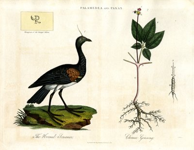 Horned Screamer and Chinese Ginseng by John Pass
