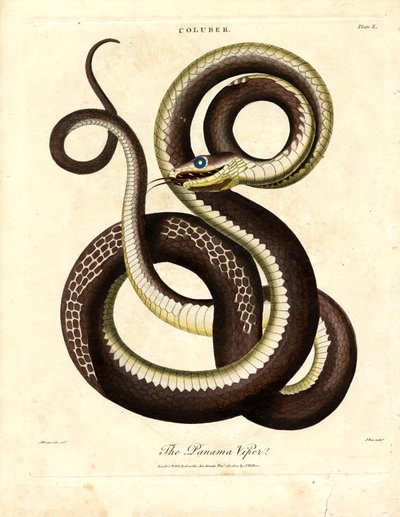 Panama Viper (Coluber) by John Pass