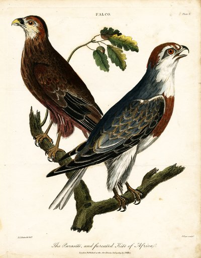 Parasite and Furcated Kite of Africa by John Pass
