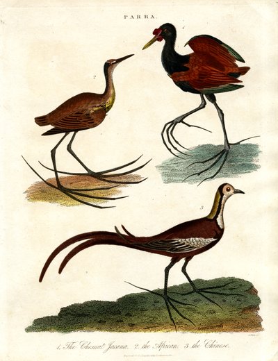 Jacanas Species by John Pass