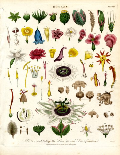 Parts Constituting the Flowers and Fructification by John Pass
