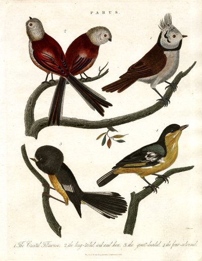 Titmice and Parids by John Pass