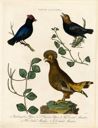 Pepper Birds and Manakins by John Pass