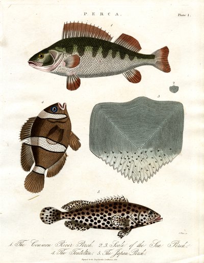 Perch Species by John Pass