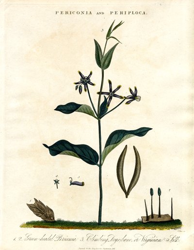 Periconia and Periploca by John Pass