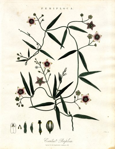 Periploca: African Silk Vine by John Pass
