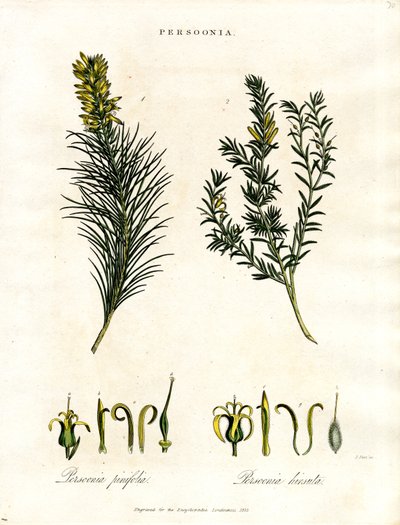 Persoonia by John Pass