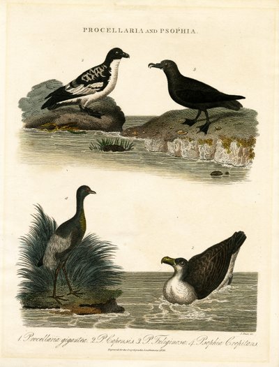 Petrels and Trumpeters by John Pass