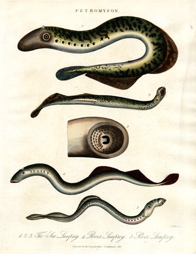 Lamprey by John Pass