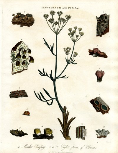 Peucedanum and Peziza by John Pass