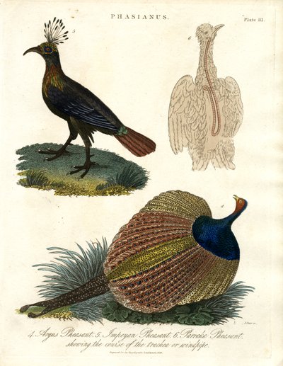 Pheasant Species by John Pass