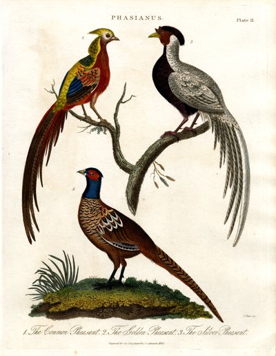 Pheasant Species by John Pass