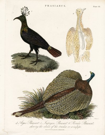 Pheasant Species by John Pass