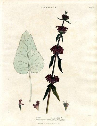 Phlomis: Tuberous-rooted Jerusalem Sage by John Pass