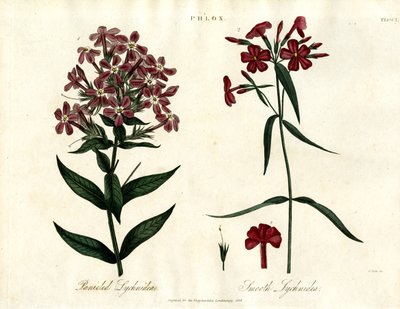 Phlox Species by John Pass