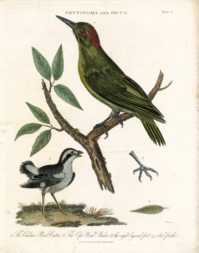 Phytotoma and Woodpecker with Anatomical Details by John Pass