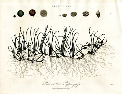 Pilularia: Pillwort or Peppergrass by John Pass