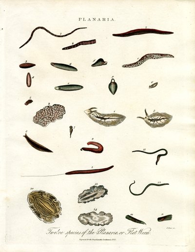 Planaria - Twelve Species of Flatworms by John Pass