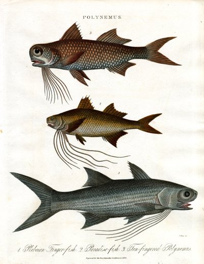Polynemus Species (Threadfins) by John Pass