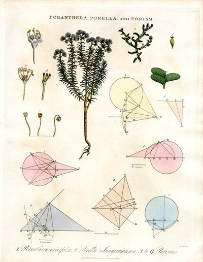 Poranthera, Porella and Porisms by John Pass
