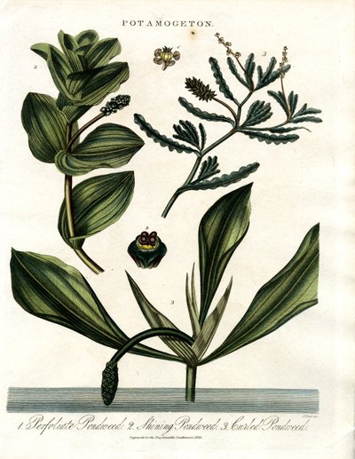 Potamogeton (Pondweed Species) by John Pass