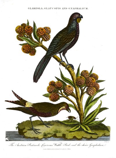 Austrian Pratincole; Cinerous Wattle Bird and Choice Gnaphalium by John Pass