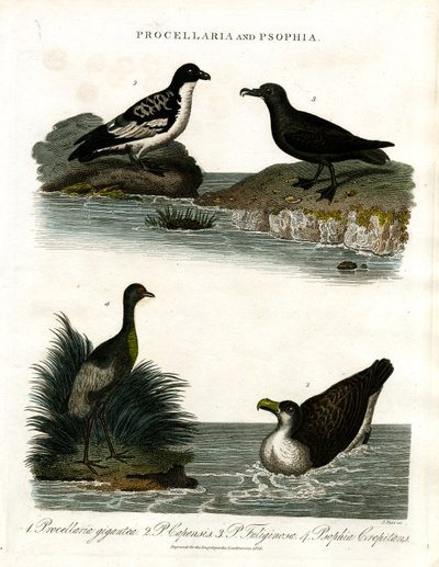 Petrels and Trumpeters by John Pass