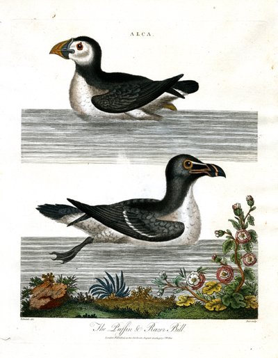Puffin and Razor Bill (Alca) by John Pass