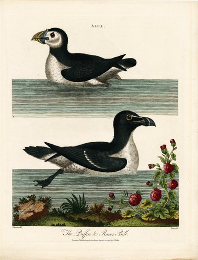 Puffin and Razor Bill (Alca) by John Pass
