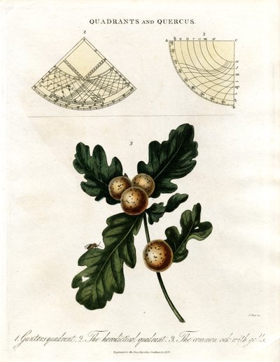 Quadrants and Oak by John Pass