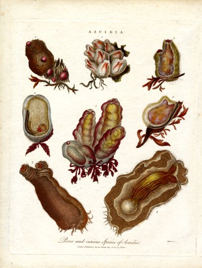 Rare and Curious Species of Ascidia by John Pass