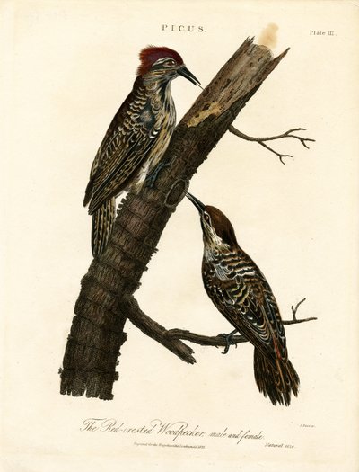 Red-crested Woodpecker (Male and Female) by John Pass