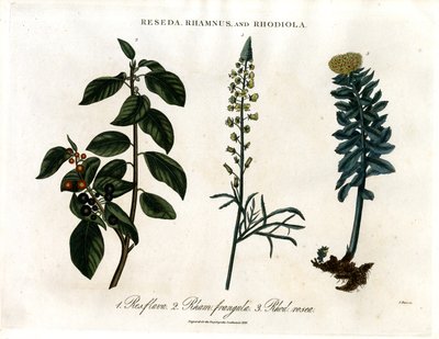 Reseda, Rhamnus and Rhodiola by John Pass