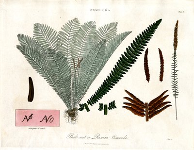 Royal Fern by John Pass