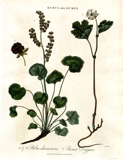 Rubus and Rumex: Cloudberry and Mountain Sorrel by John Pass