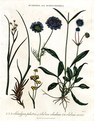 Scabiosa and Scheuchzeria by John Pass
