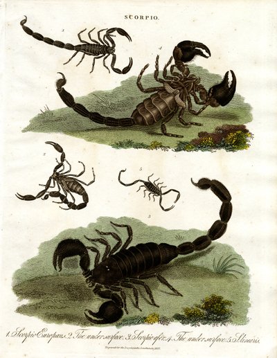 Scorpions - Various Species by John Pass